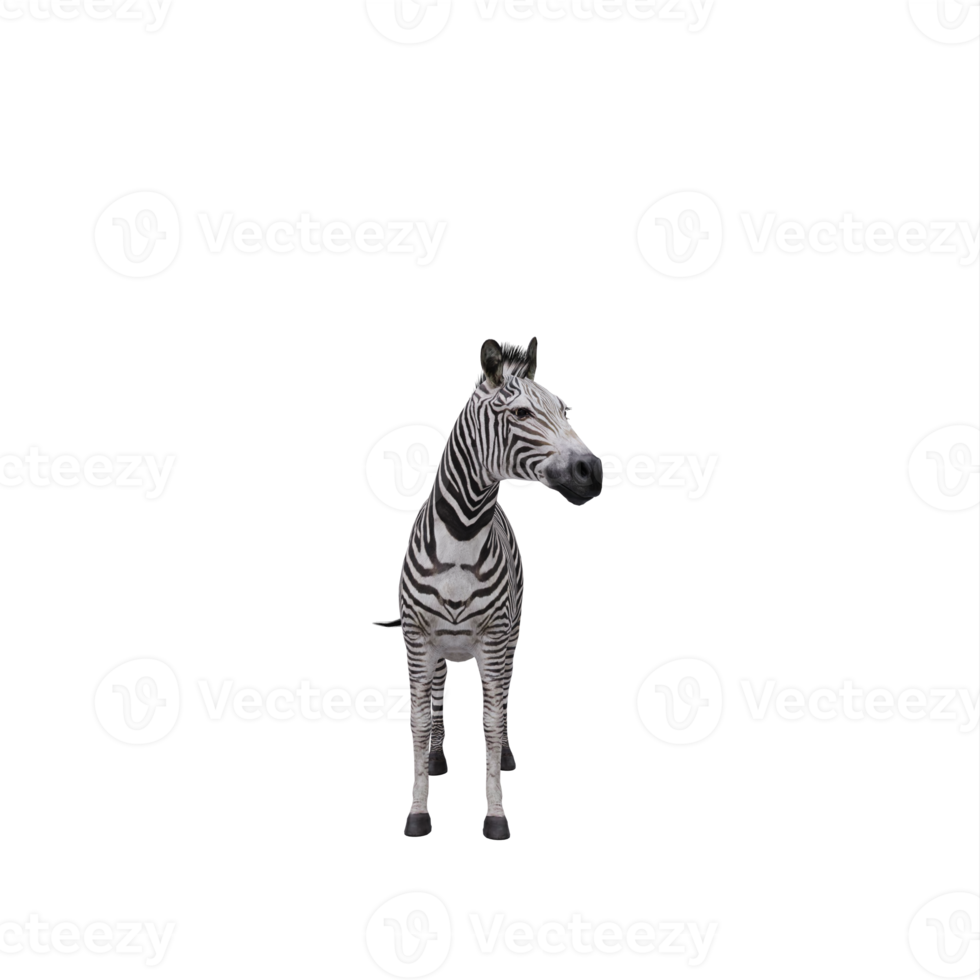 3D-Zebra isoliert png