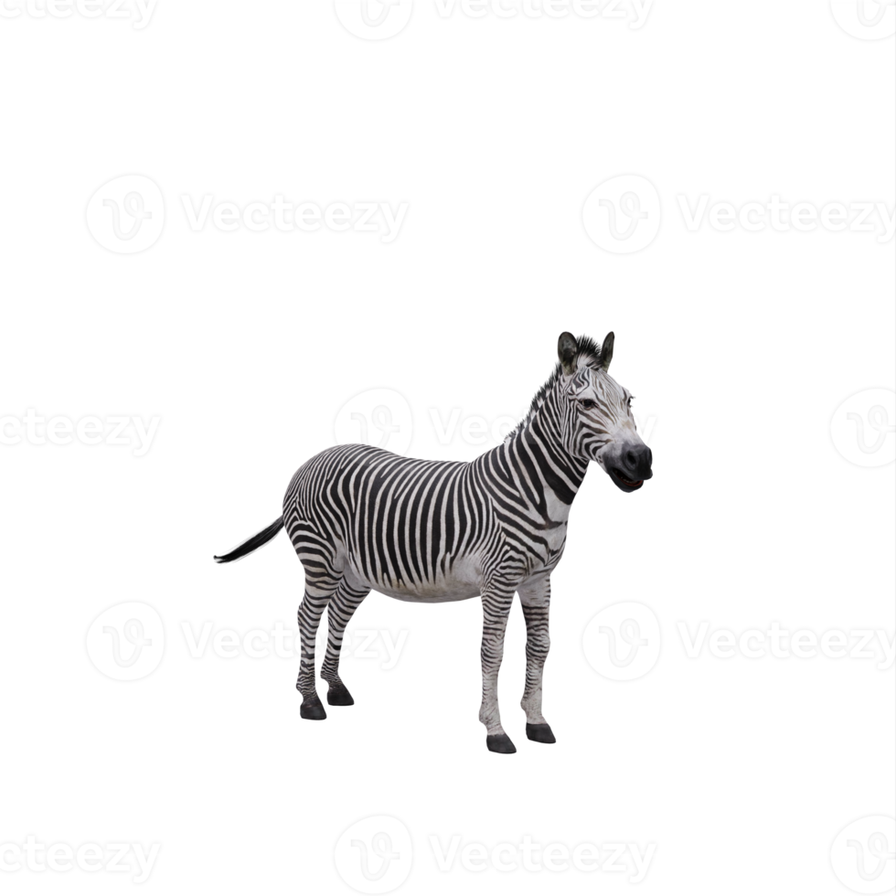 3D-Zebra isoliert png