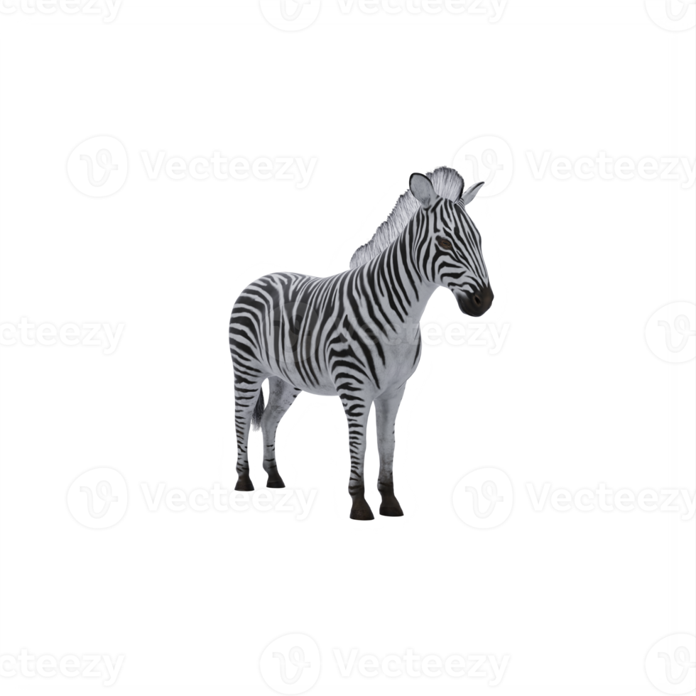 3d zebra isolated png