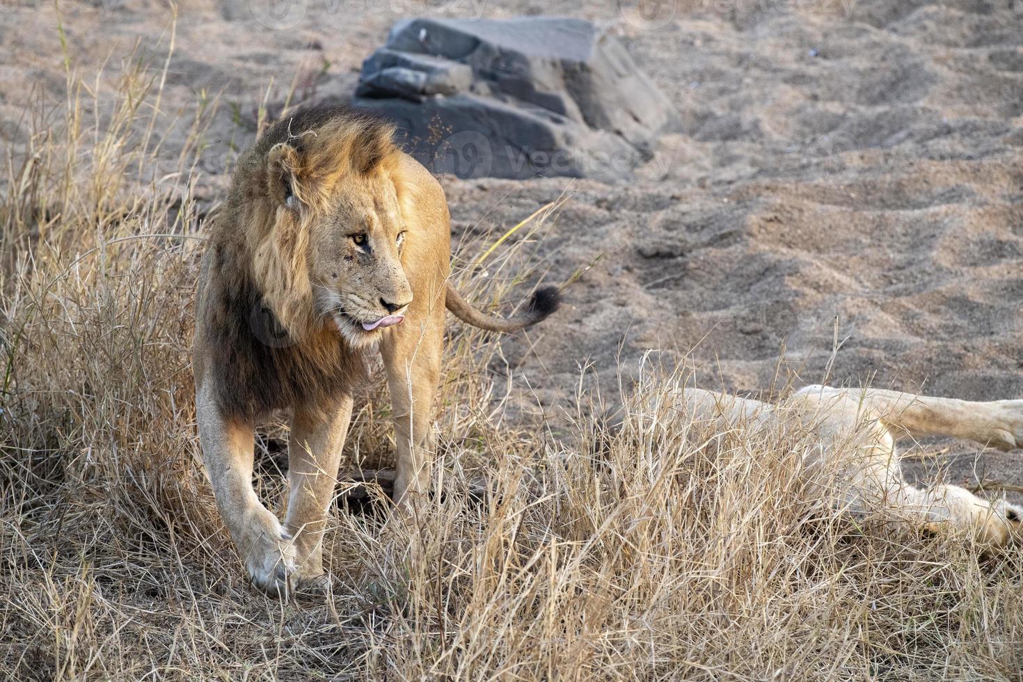 lions mating in kruger park south africa photo