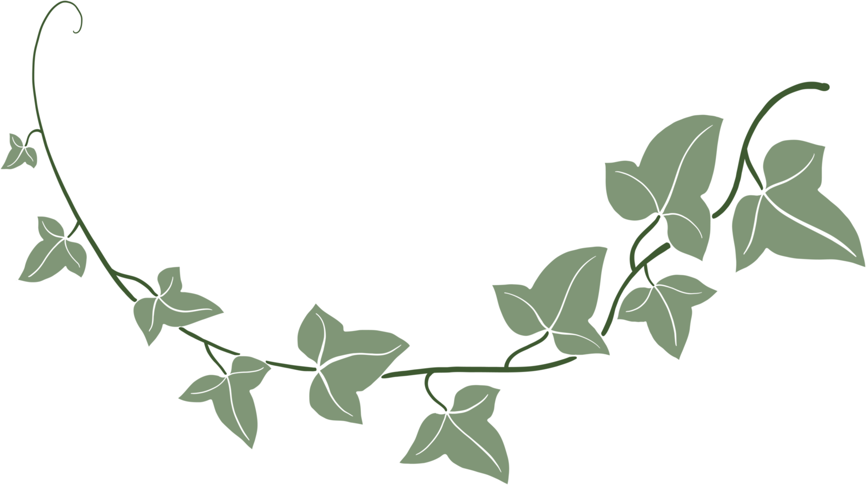 Simplicity ivy freehand drawing flat design. png