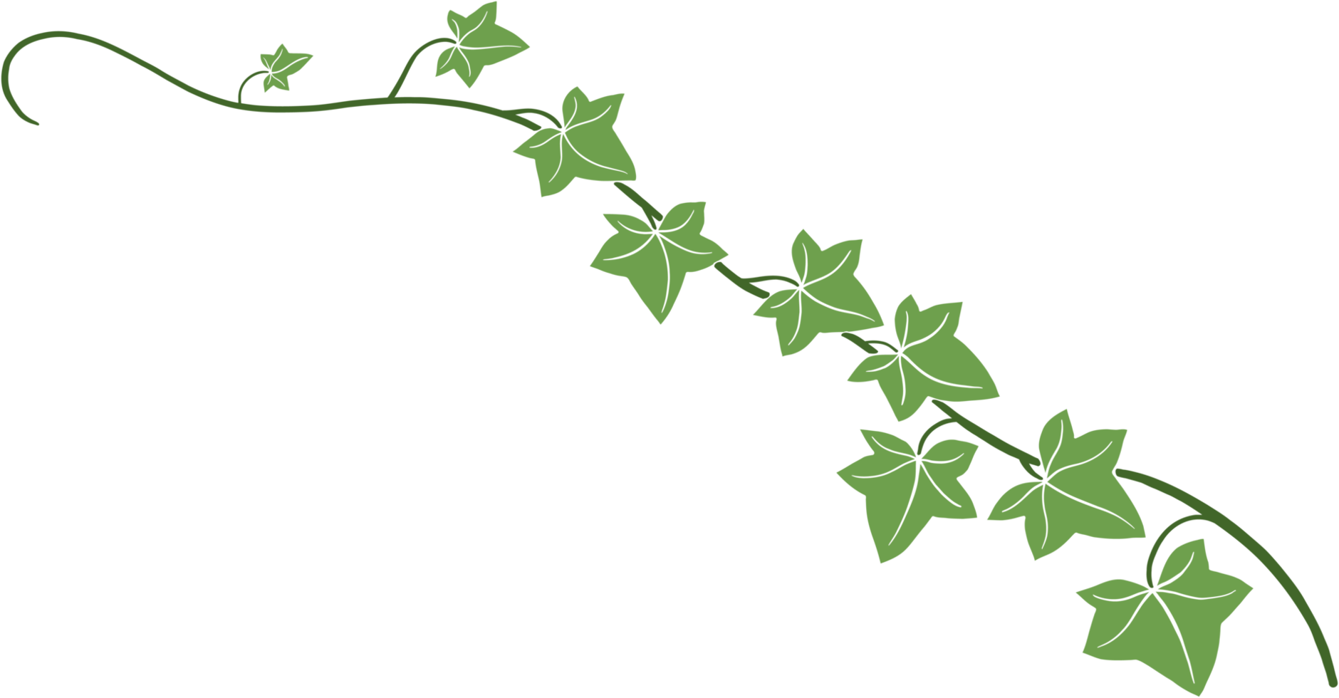 Simplicity ivy freehand drawing flat design. png