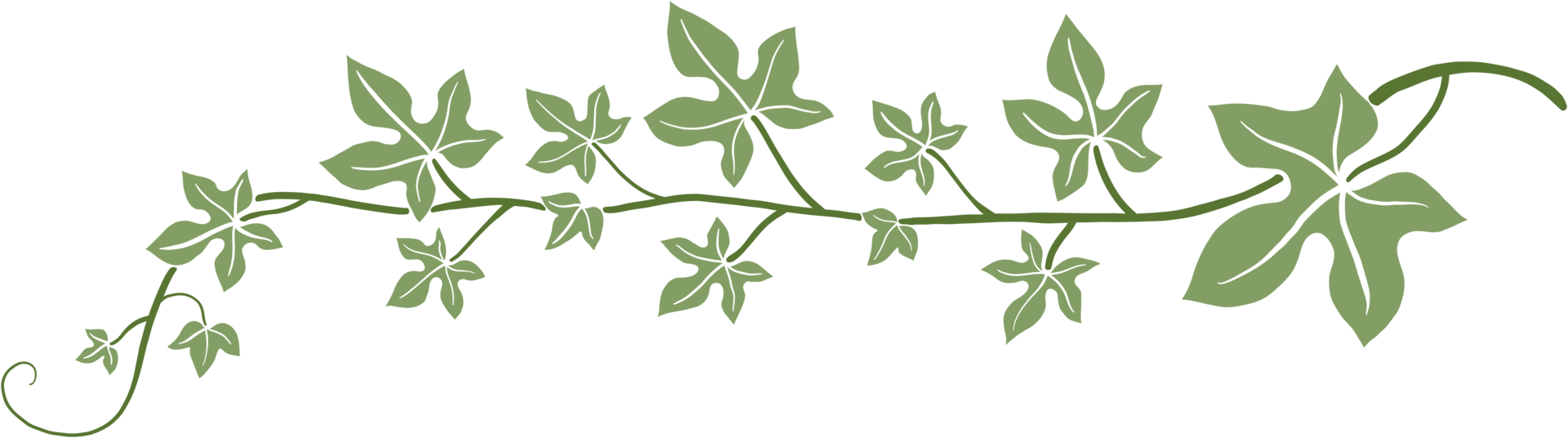 Simplicity ivy freehand drawing flat design. png