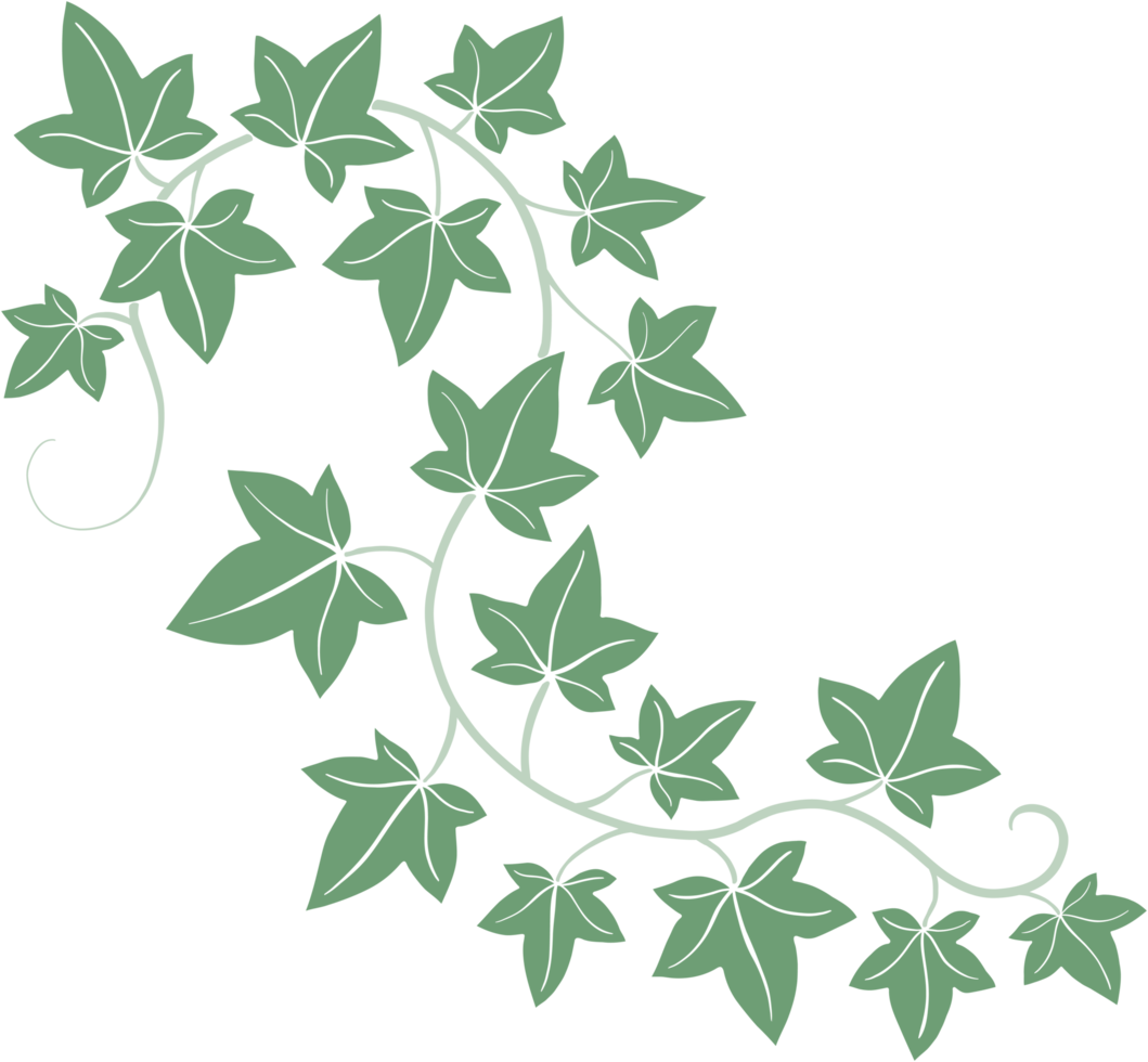 Simplicity ivy freehand drawing flat design. png