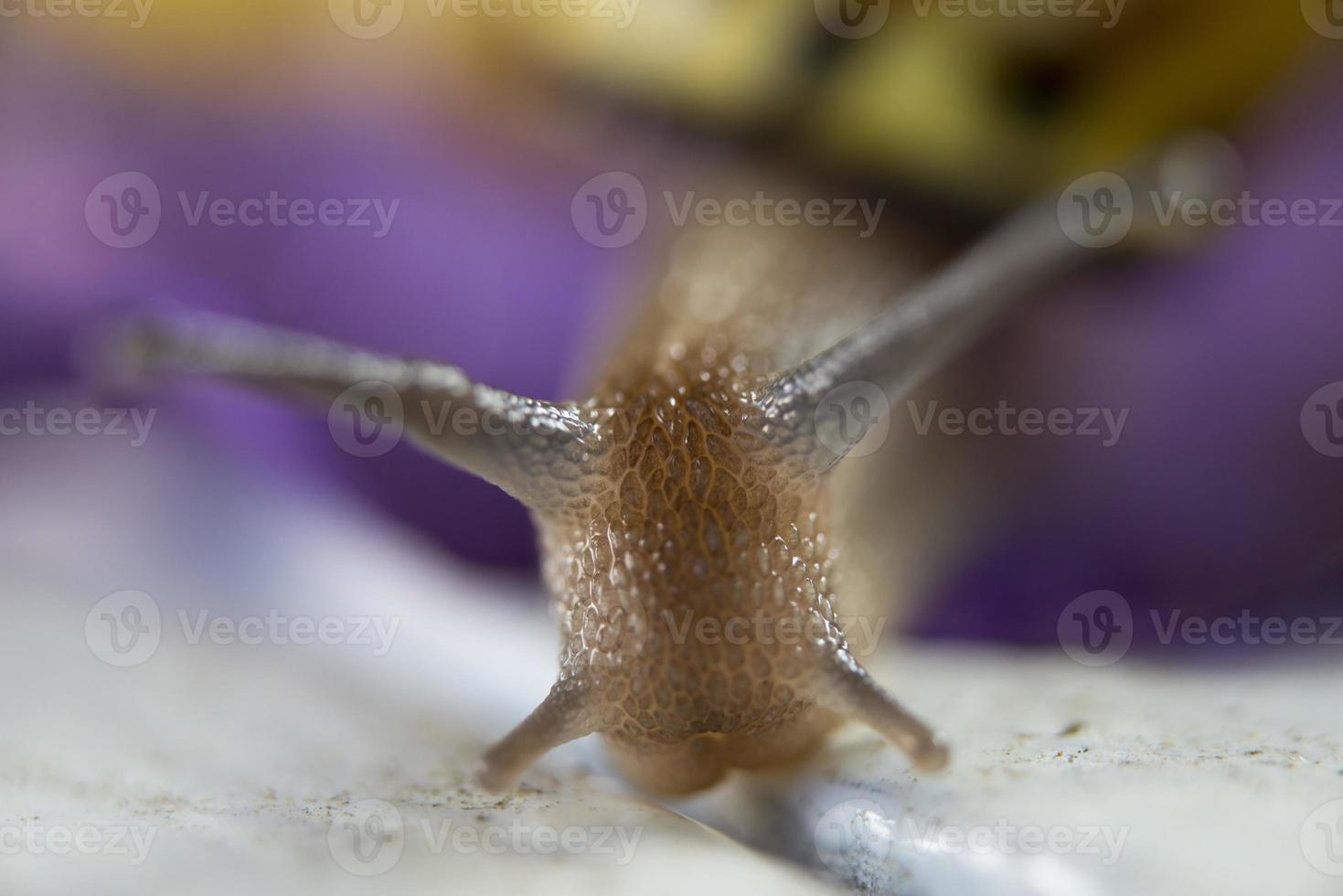 Isolated snail close up portrait on violet background photo