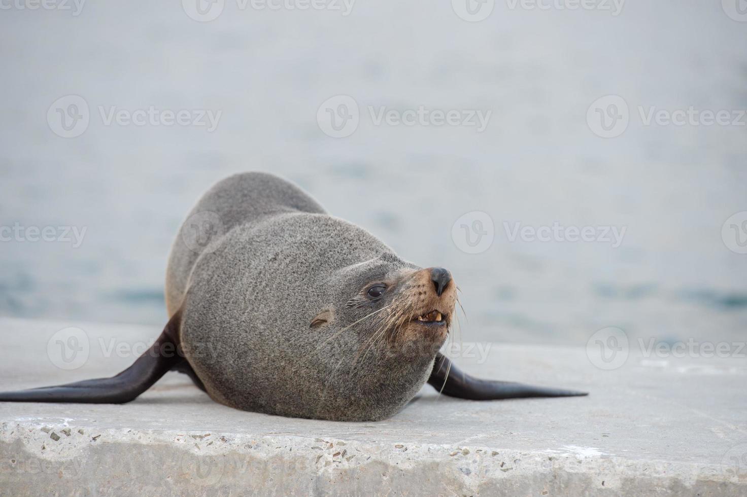 Australia Fur seal close up portrait photo