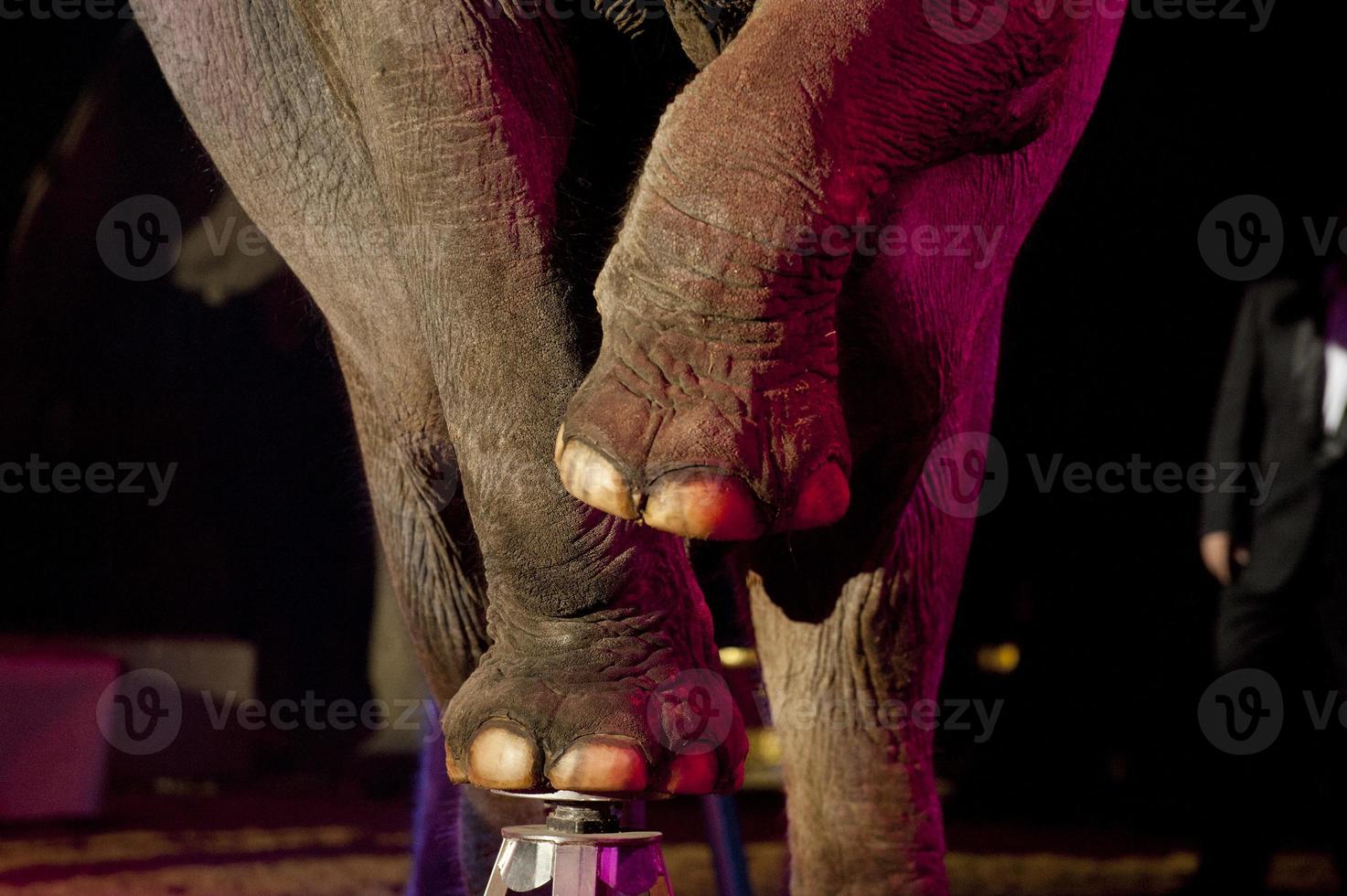 Elefante de circo de cerca foto