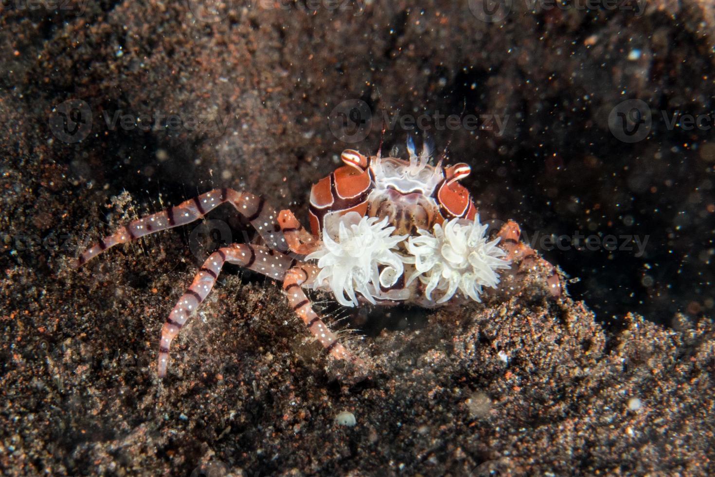 Boxer crab underwater close up portrait macro 18754690 Stock Photo at