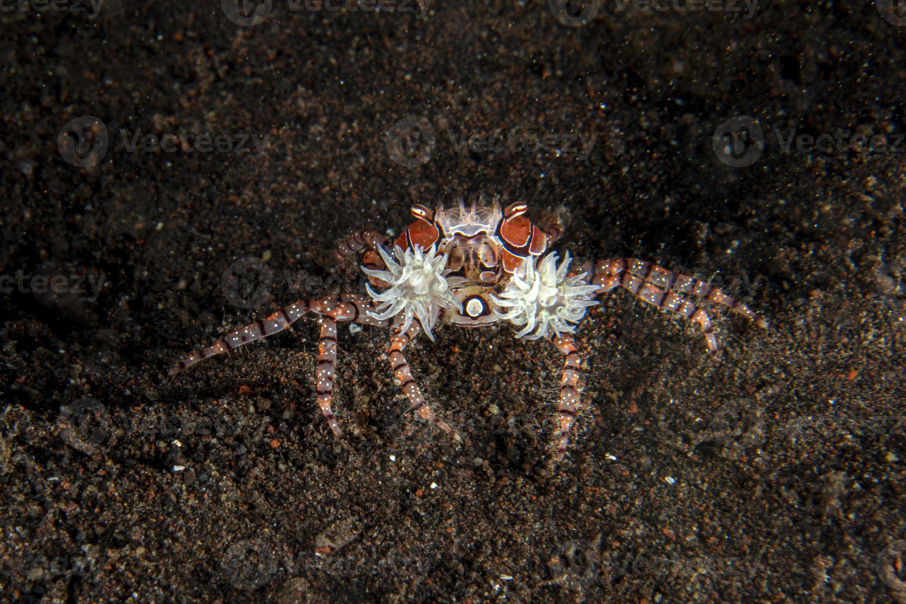 Prepare To Be Amazed: The Boxer Crab Composer Story - nj51plz