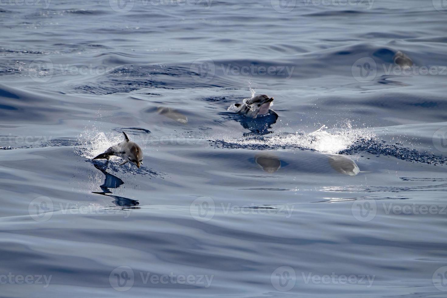 Striped dolphin stenella while jumping photo