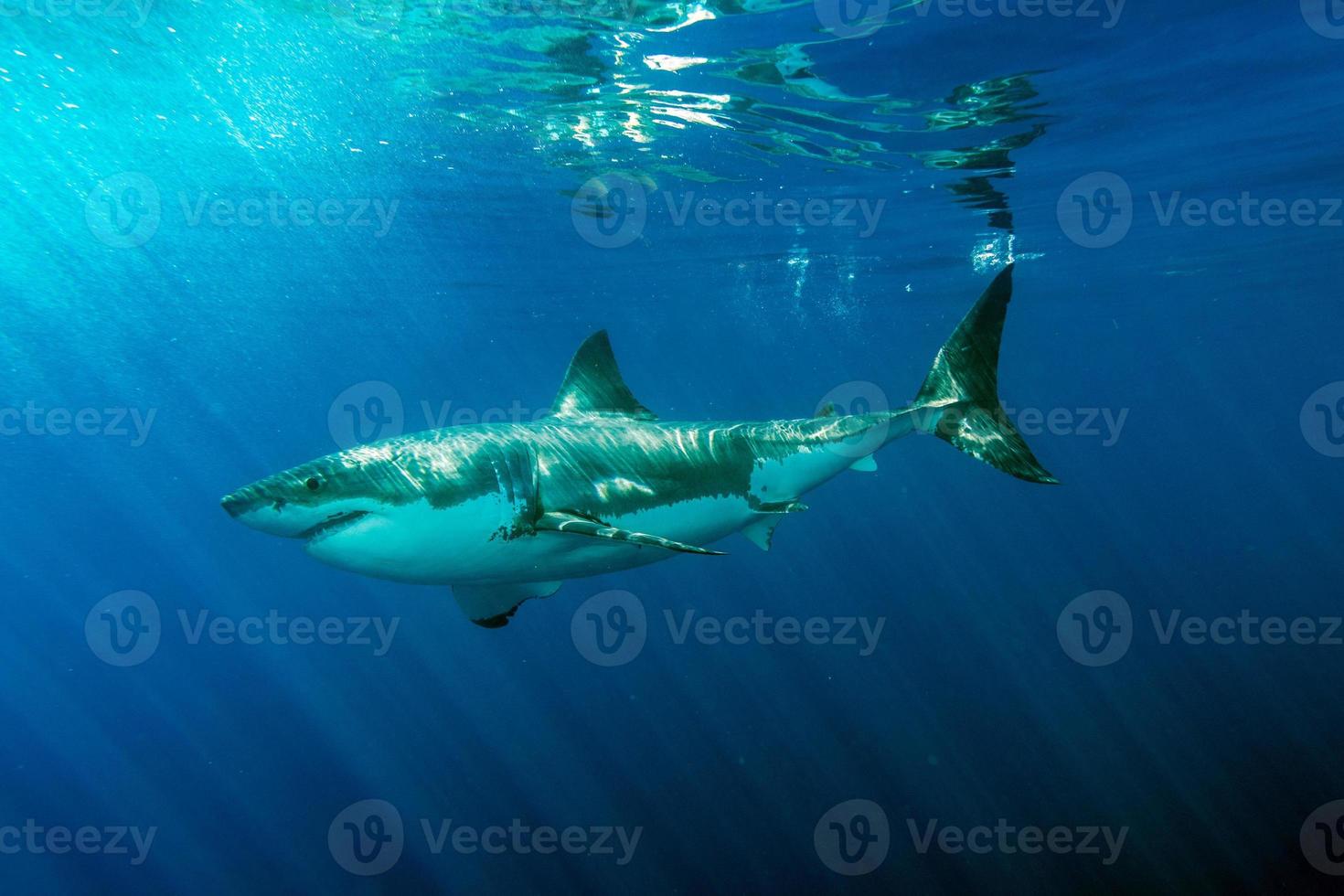 gran tiburón blanco listo para atacar foto