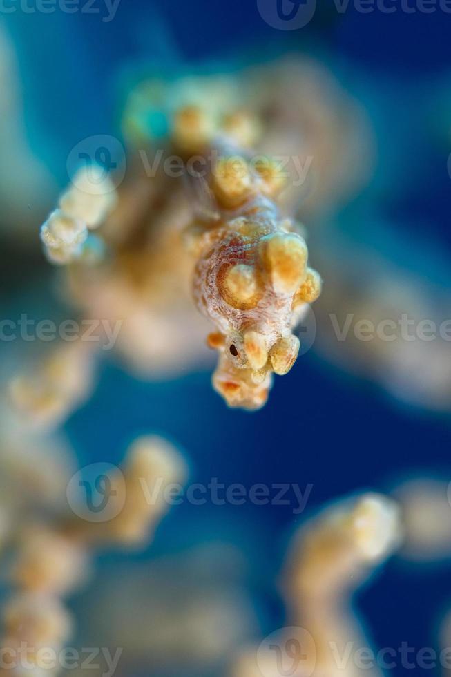 Yellow Bargibanti Pigmy Sea Horse in Tulamben Bali photo