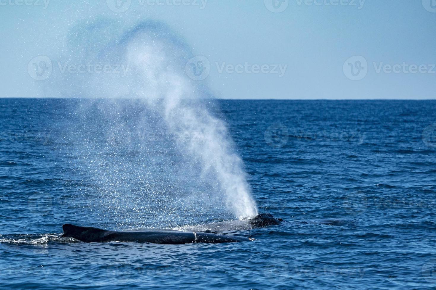 mother and calf humpback whale in pacific ocean photo