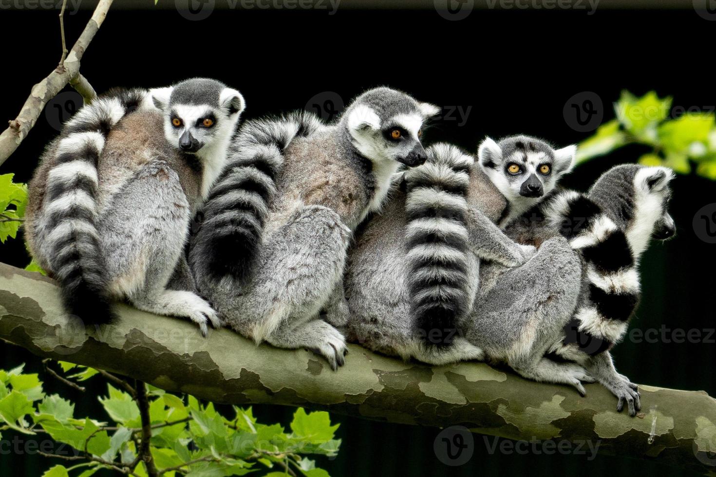 lemur monkey on a tree photo