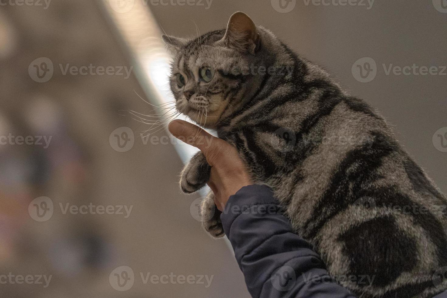 gato británico de pelo corto foto