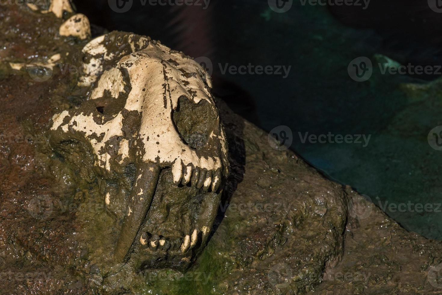 dinosaur bones on research site photo