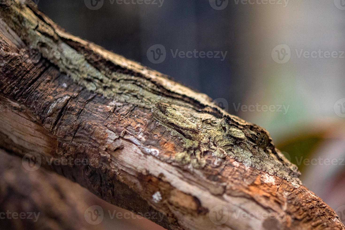 uroplatus sikorae geco endémico de madagascar foto