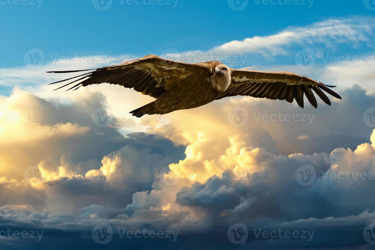 buitre leonado buitre flting en fondo de cielo azul foto