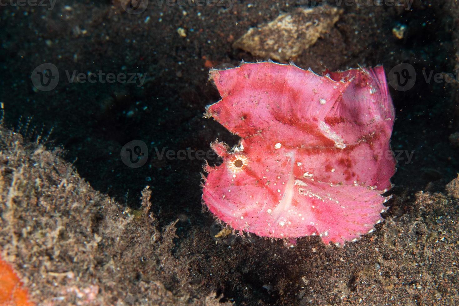 pink leaf fish underwater close up macro photo