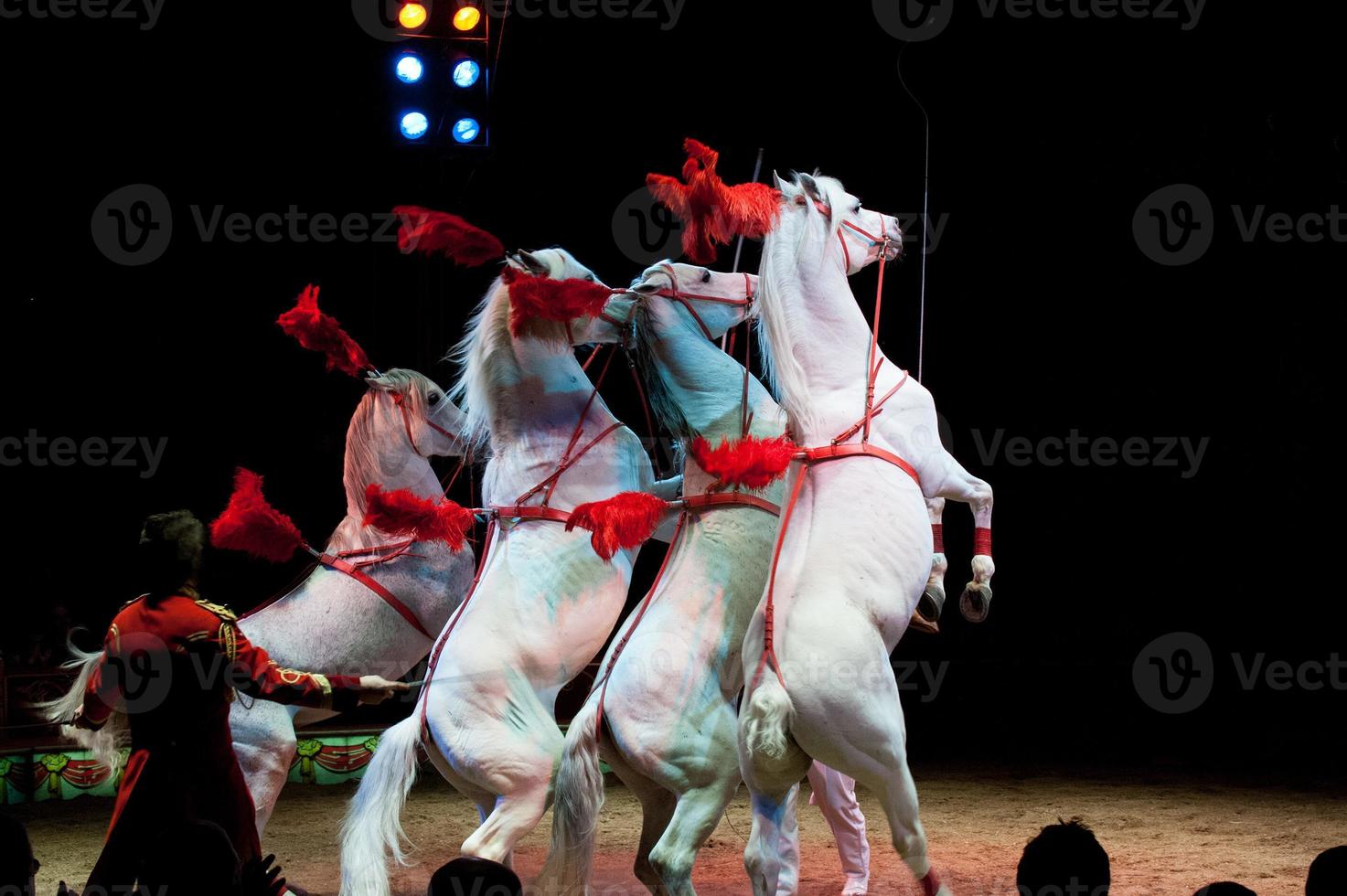 rampant circus horses on black background photo