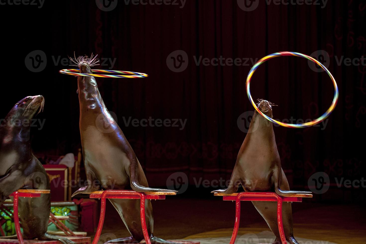 Circus Seal while playing on the black photo