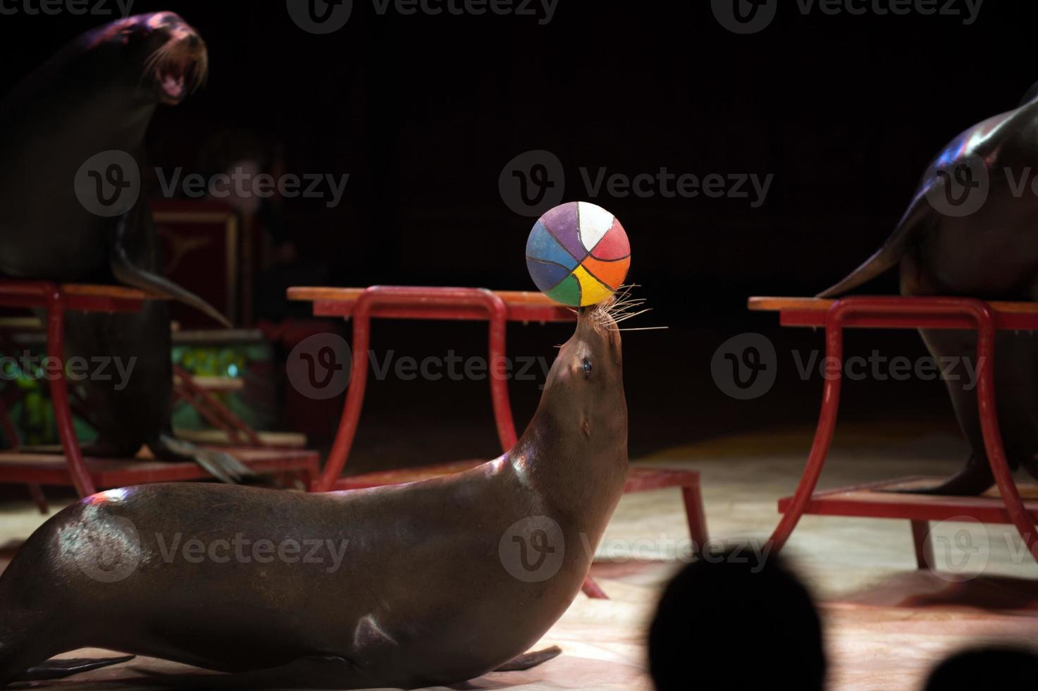 Circus Seal while playing on the black photo