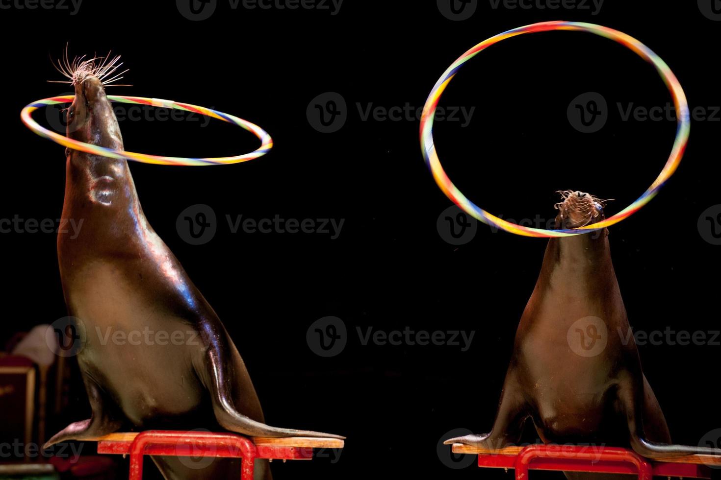 Circus Seal while playing on the black background photo