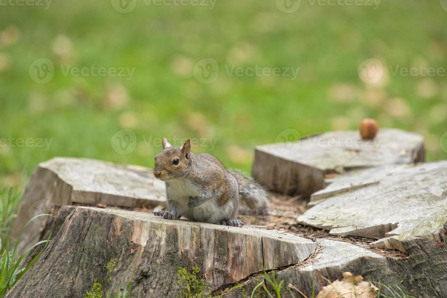 Squirrel portrait in the park photo