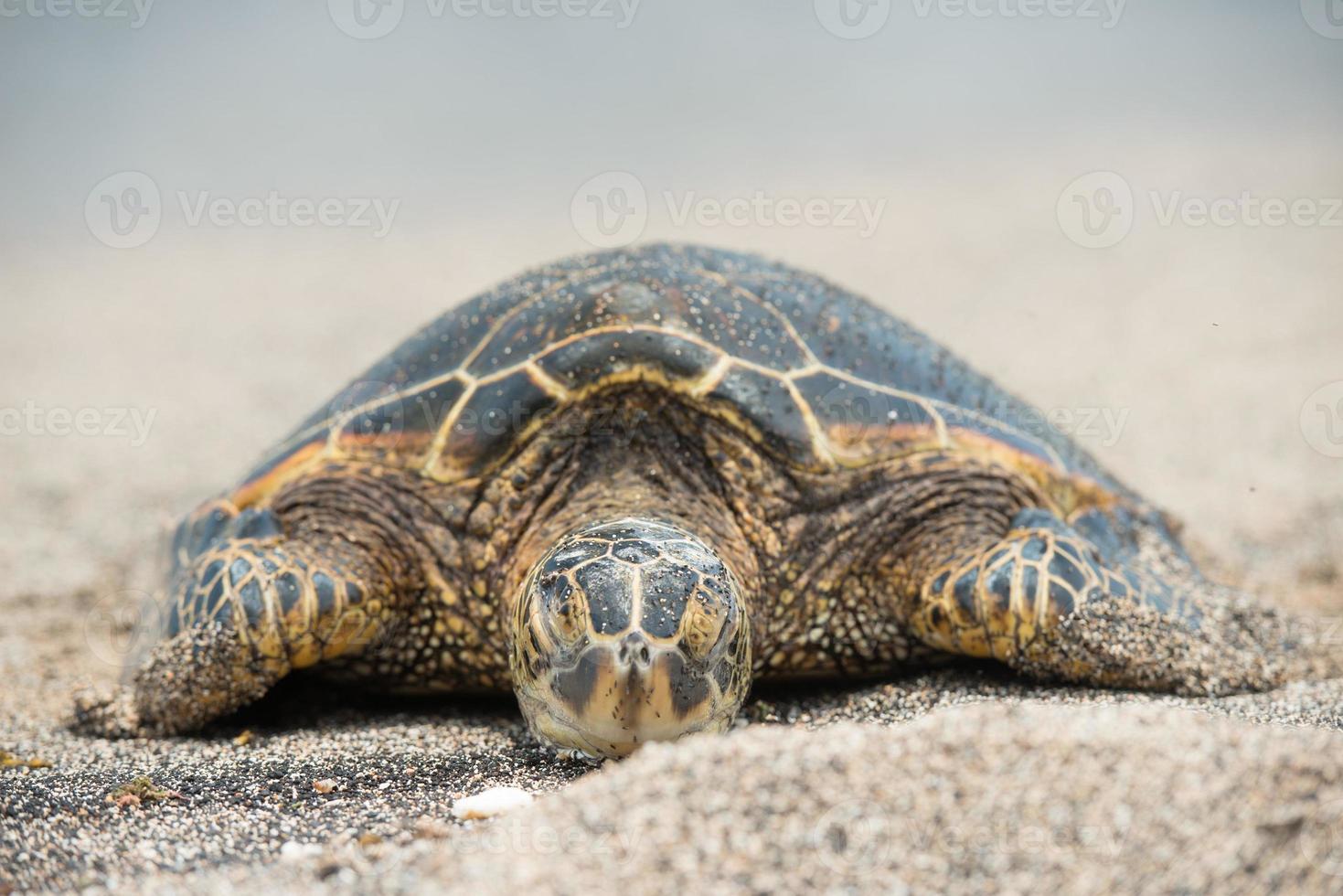 Green Turtle on the beach in Hawaii photo