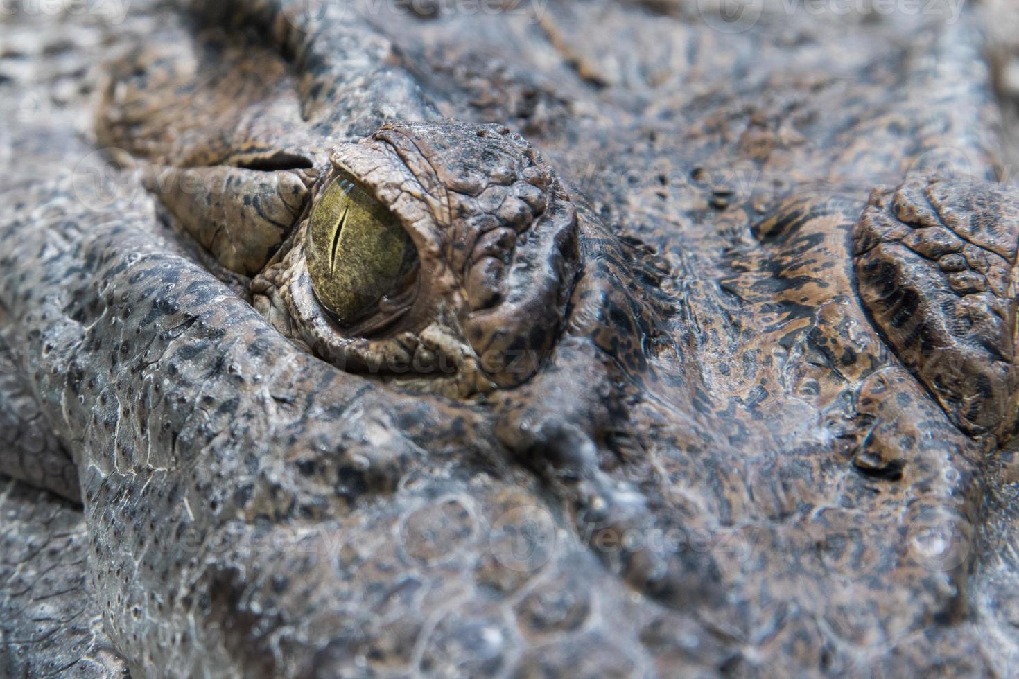 Alligator eye close up photo