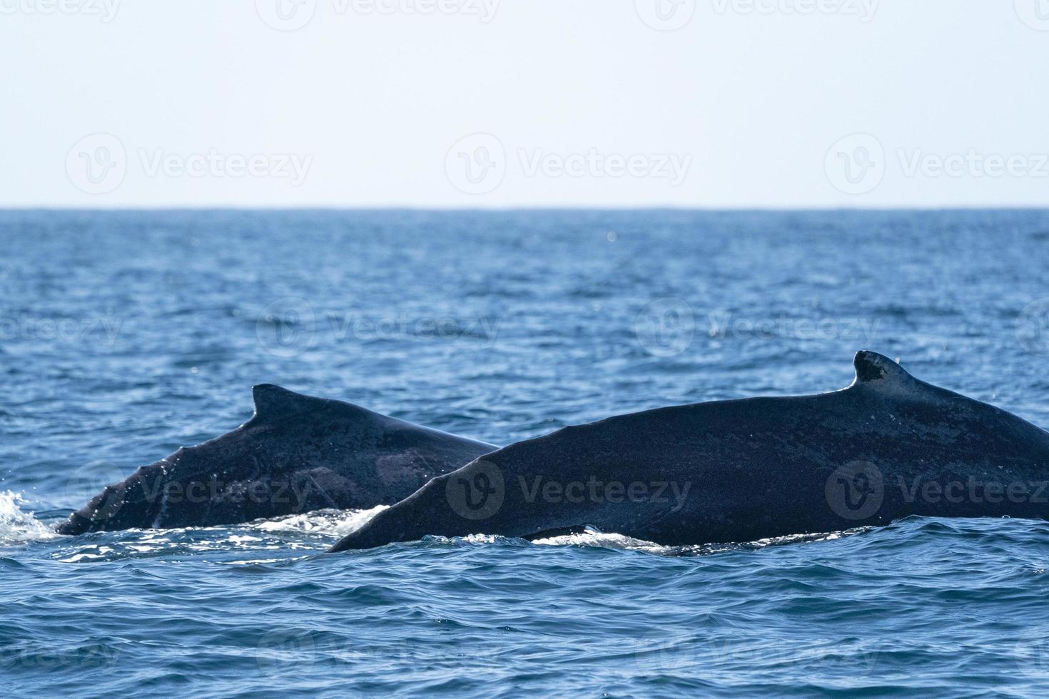 ballena jorobada madre y cría en el océano pacífico foto