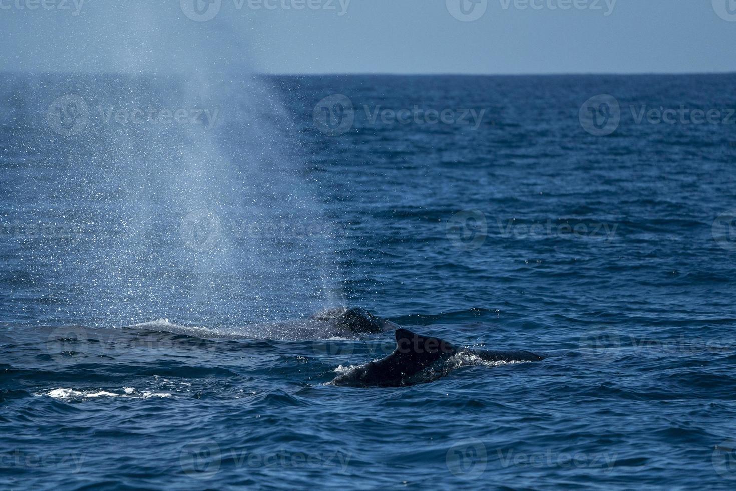 mother and calf humpback whale in pacific ocean photo