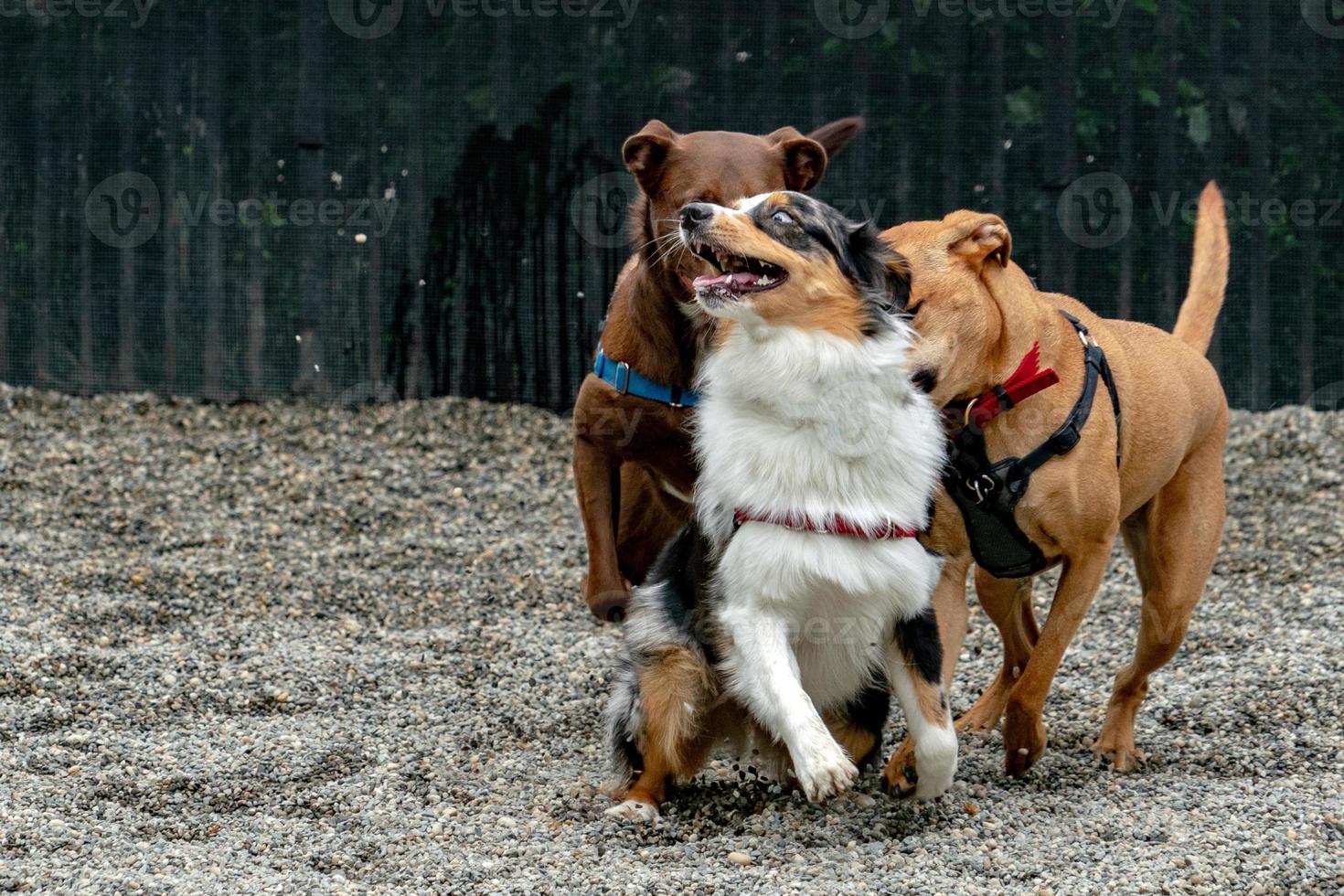 dogs while fighting for fun photo