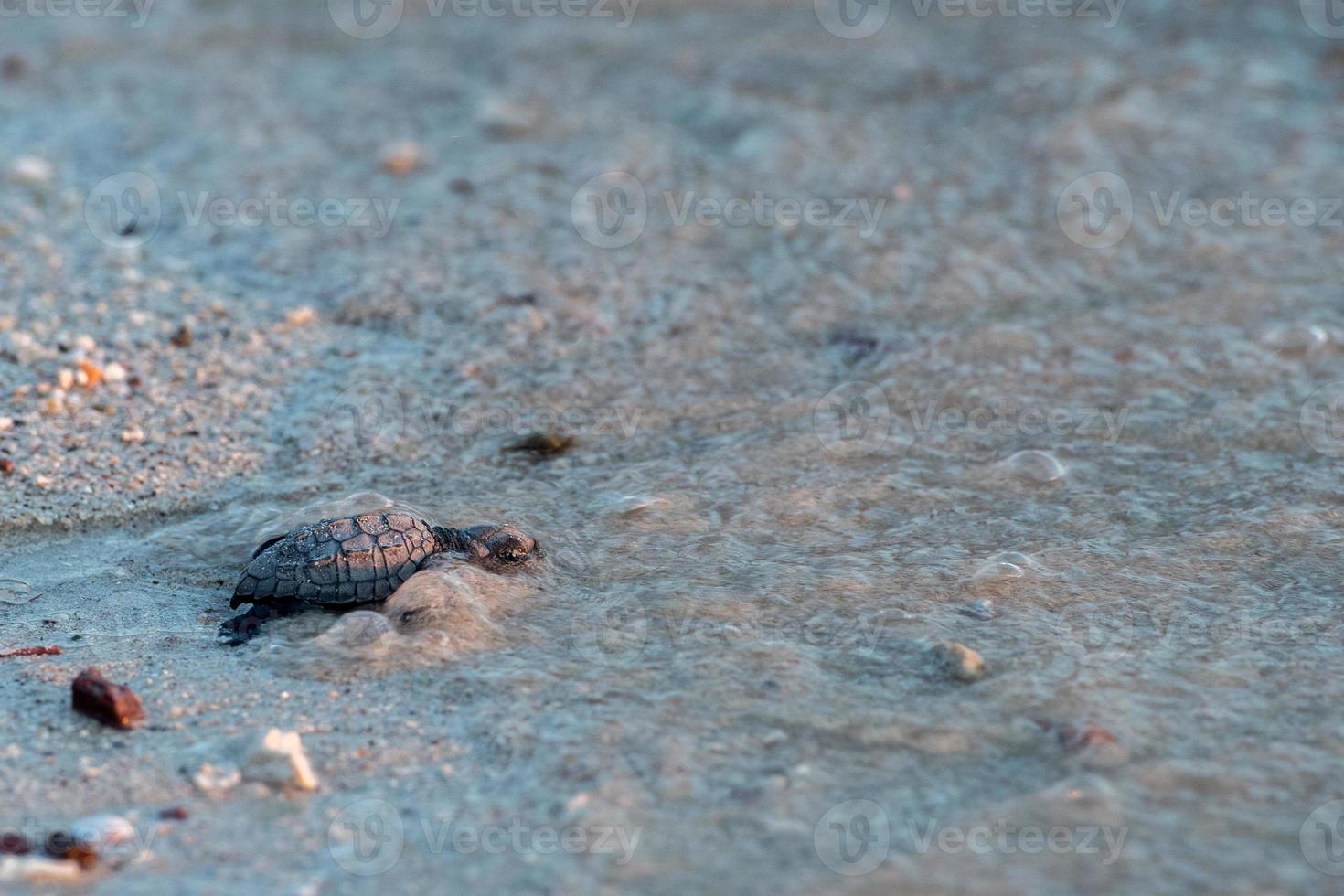 newborn baby green golfina turtle approaching sea photo