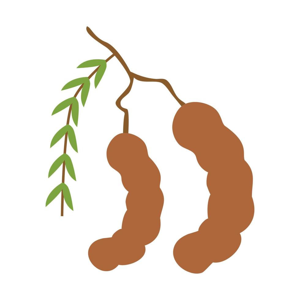 ilustración de vector de fruta de tamarindo icono de fruta de tamarindo