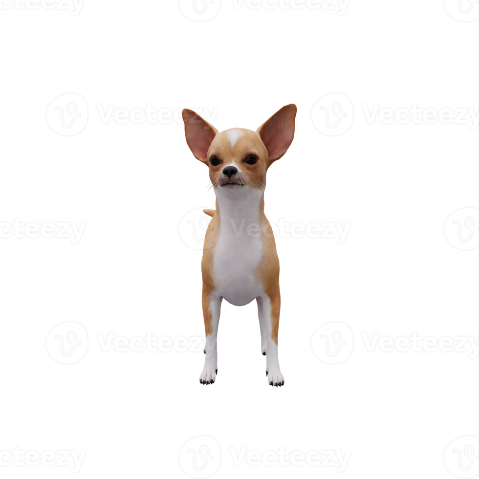 3d Chihuahua isolated png