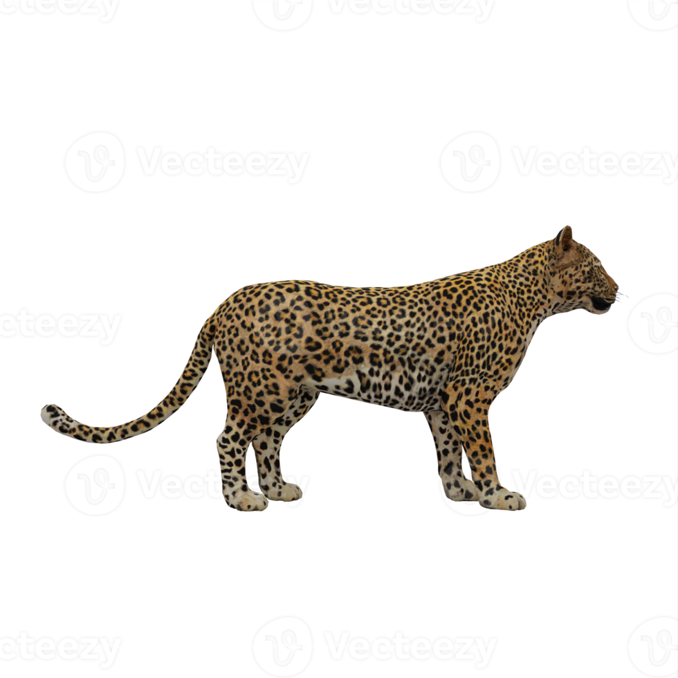 3d Cheetah isolated png