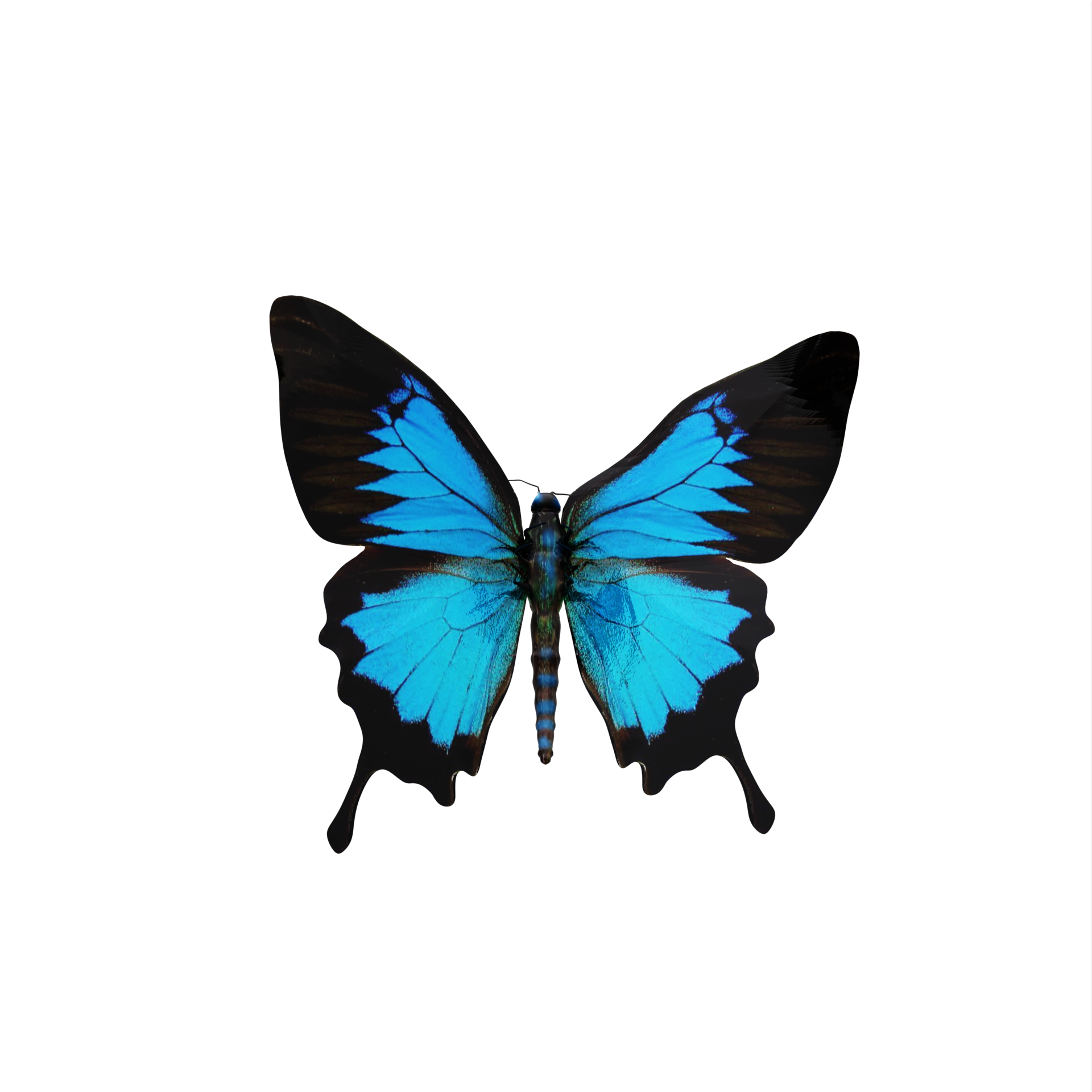 3d cobalt blue butterfly isolated 18757167 PNG