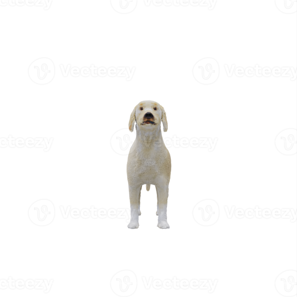 3D-Labrador-Hund isoliert png