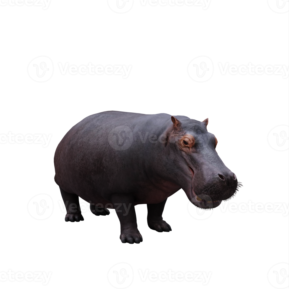 3d hippopotamus isolated png