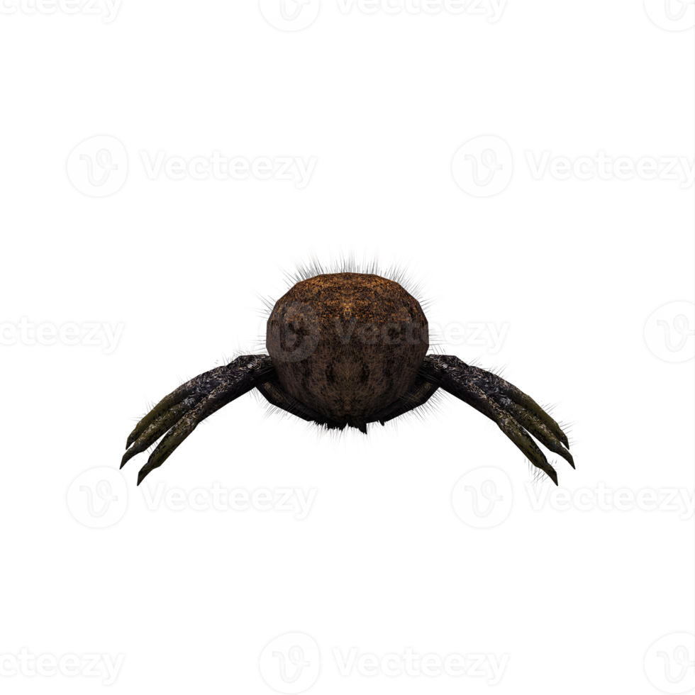 3d jumping spider isolated png