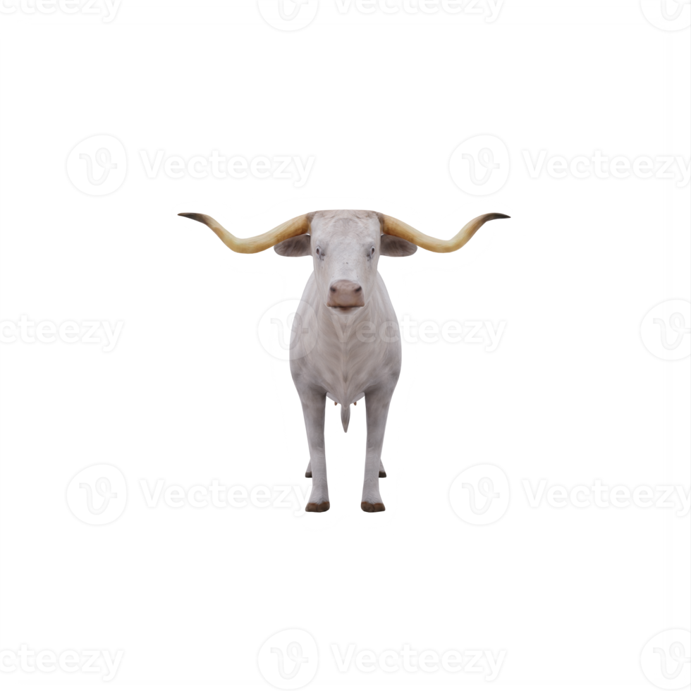 White Texas Longhorn cattle isolated png