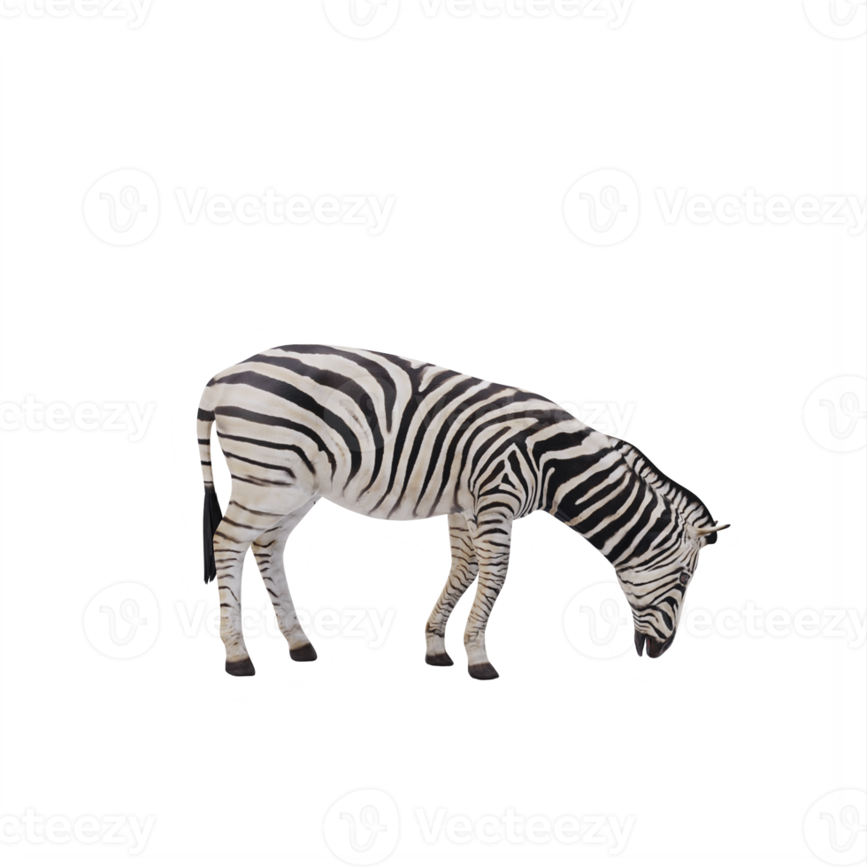 3d african zebra isolated png