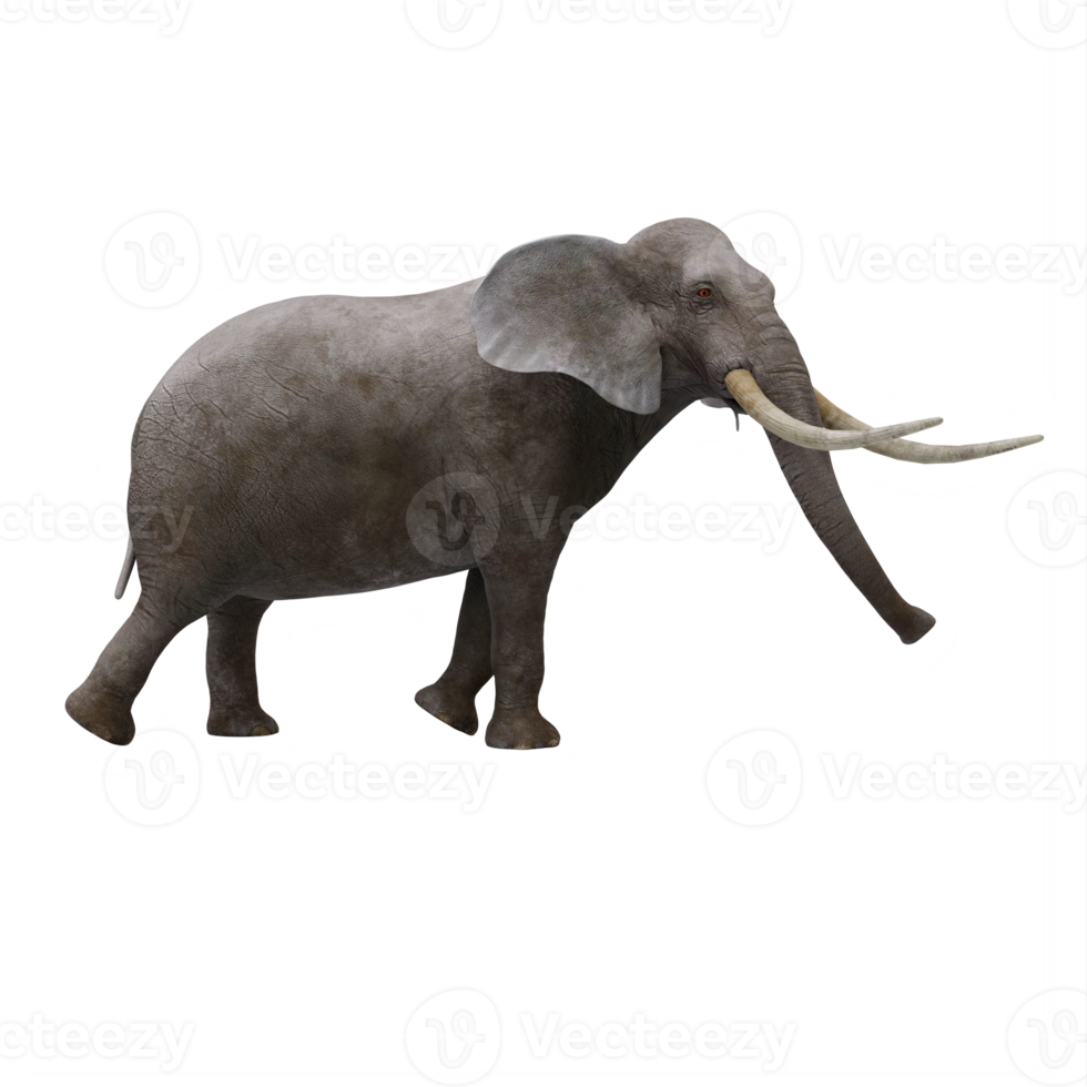 3d Elephant isolated png