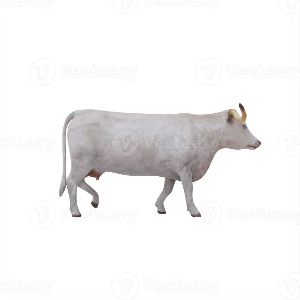 White Texas Longhorn cattle isolated png