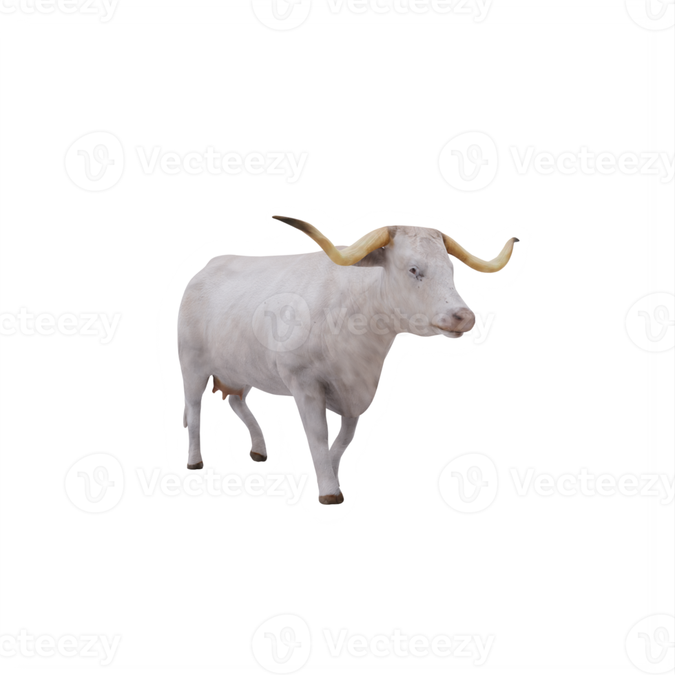 White Texas Longhorn cattle isolated png