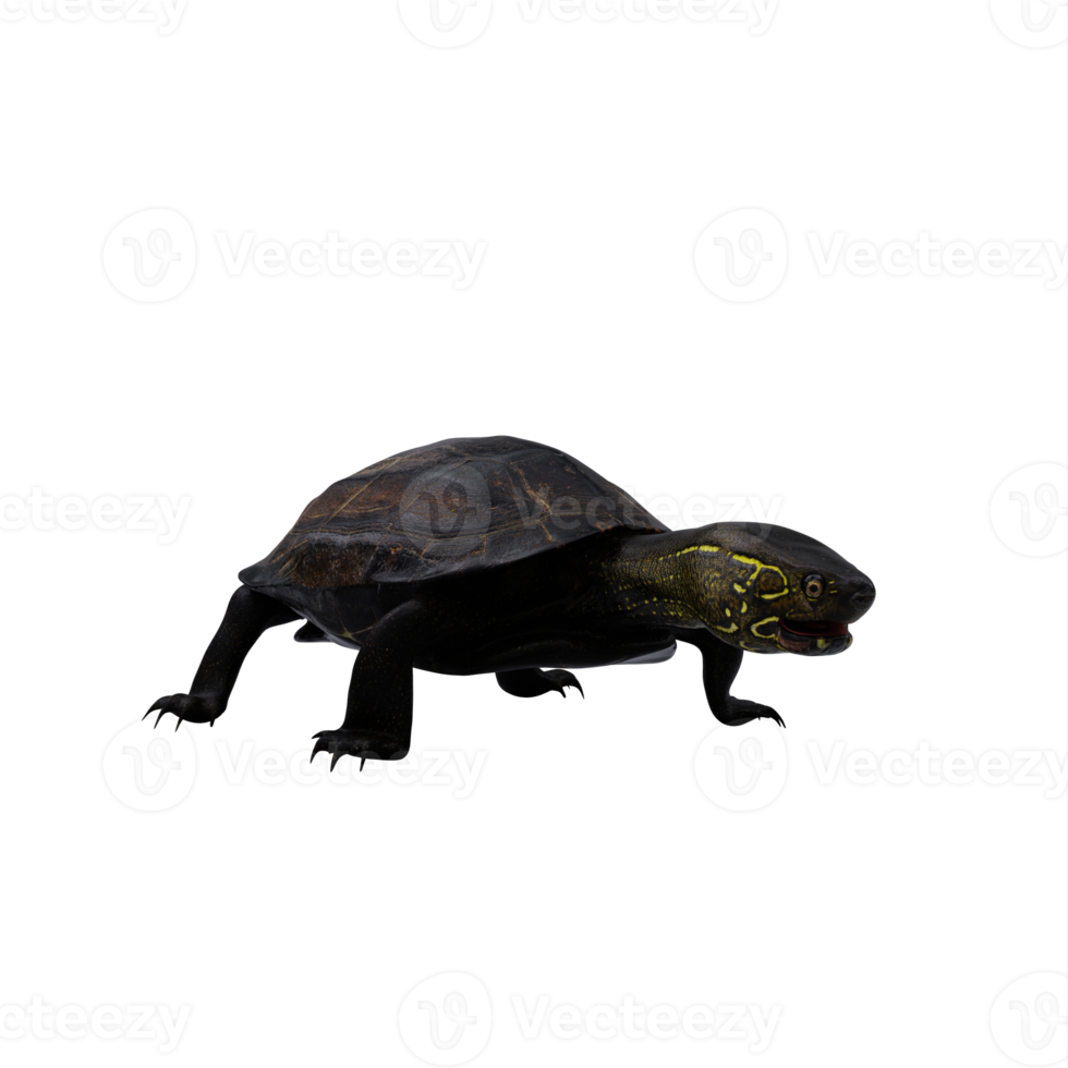 Chinese pond turtle png