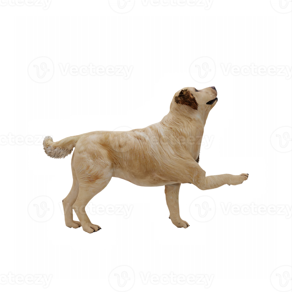 3d golden retriever isolated png