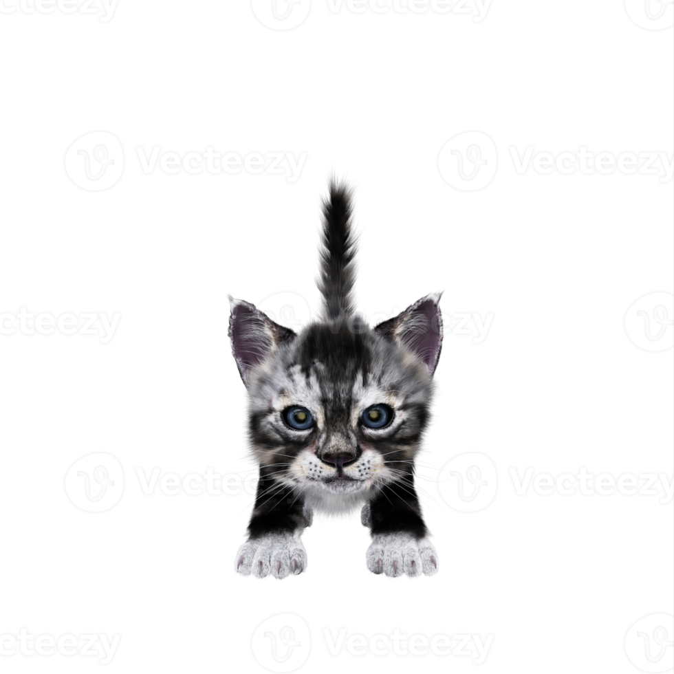 3d chaton chat isolé png