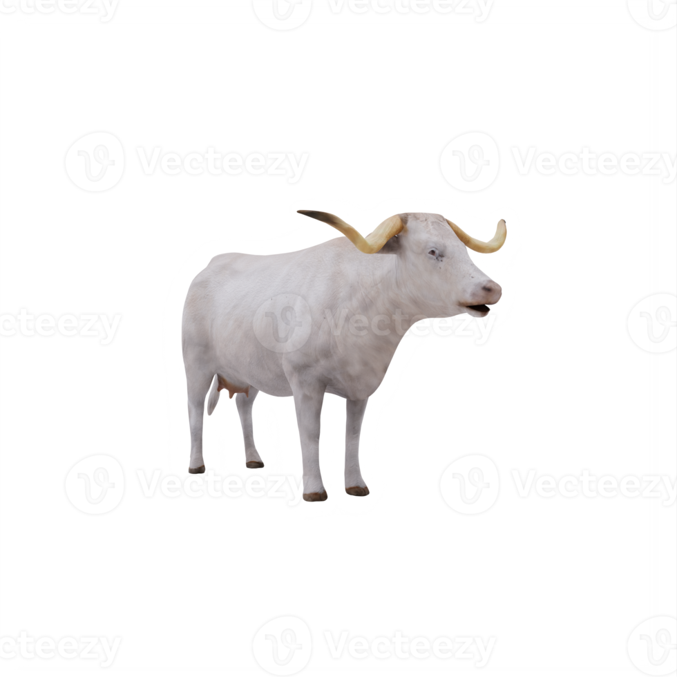 White Texas Longhorn cattle isolated png